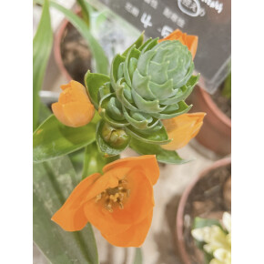 きょうのお花☆