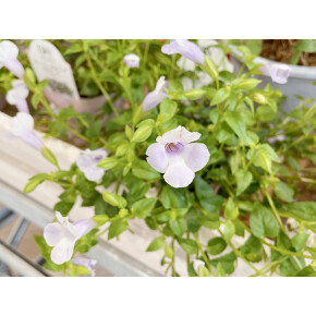 きょうのお花☆