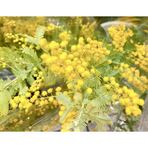 きょうのお花☆