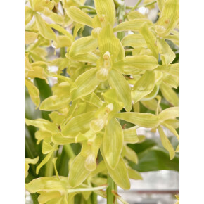 きょうのお花☆
