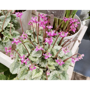 きょうのお花☆
