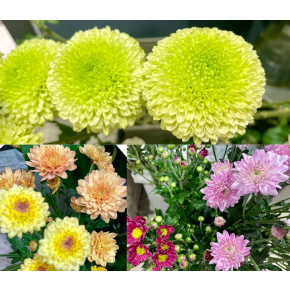 ９/９(月)は・・・菊の節句！