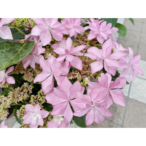 きょうのお花☆