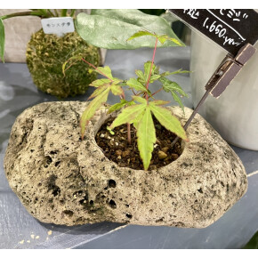 きょうのお花☆
