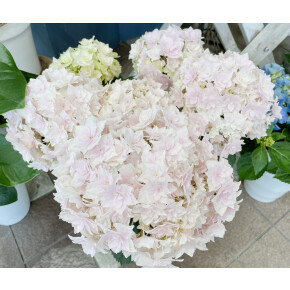 きょうのお花☆