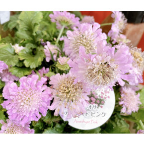 きょうのお花☆