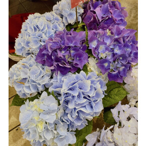 きょうのお花☆