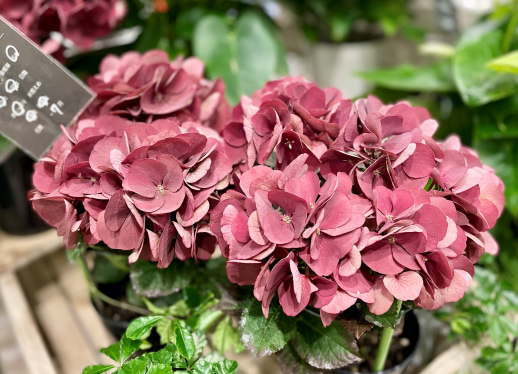 きょうのお花☆