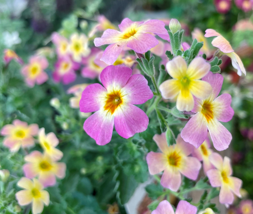 きょうのお花☆