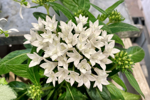 きょうのお花☆