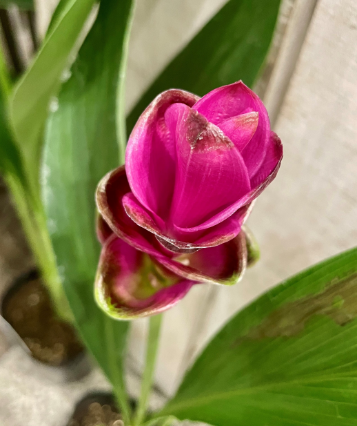 きょうのお花☆