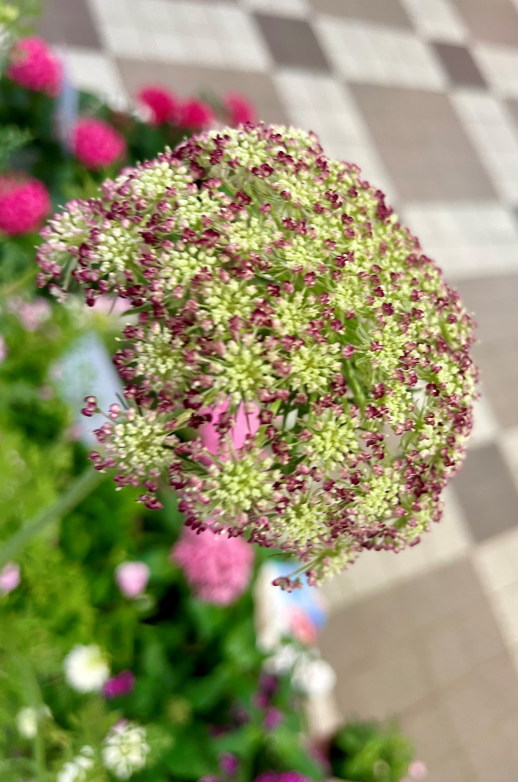 きょうのお花☆