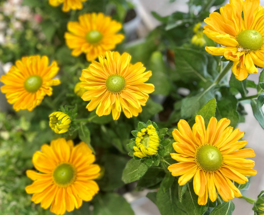 きょうのお花☆