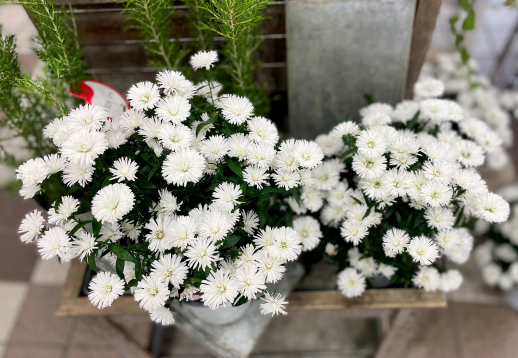 きょうのお花☆