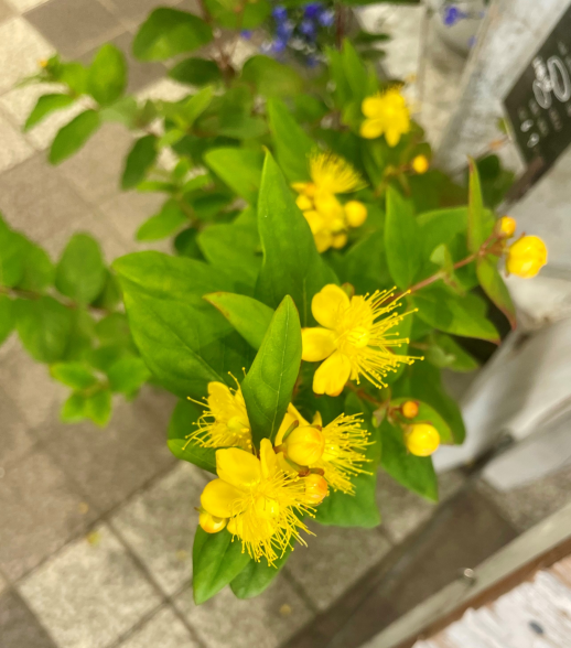 きょうのお花☆