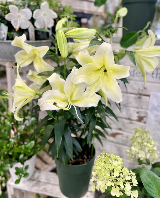 きょうのお花☆
