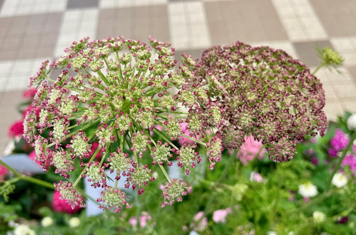 きょうのお花☆