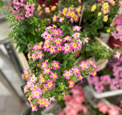 きょうのお花☆
