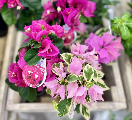 きょうのお花☆