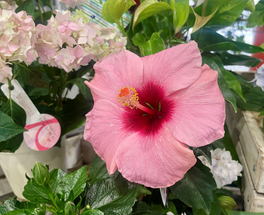 きょうのお花☆