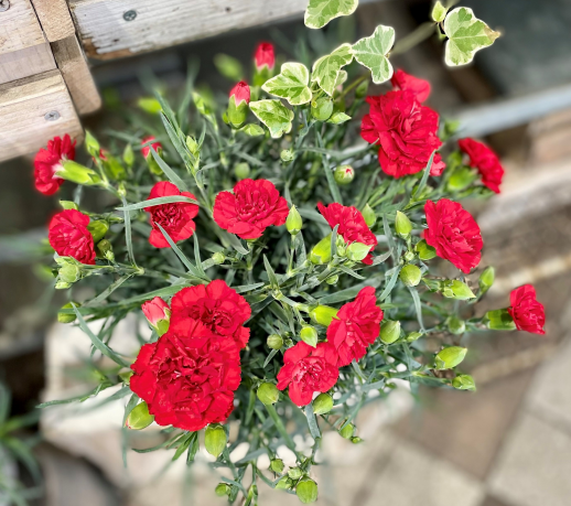 母の日、ご予約承り中！