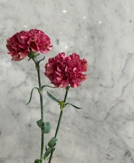 母の日、ご予約承り中！