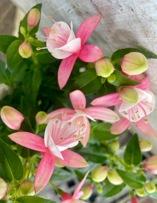 ☆5.12☆　母の日です♪