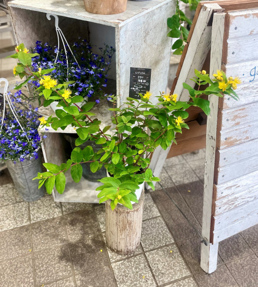 きょうのお花☆