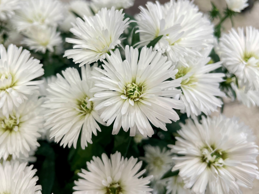 きょうのお花☆