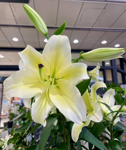 きょうのお花☆