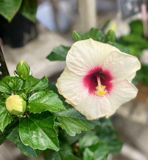 きょうのお花☆