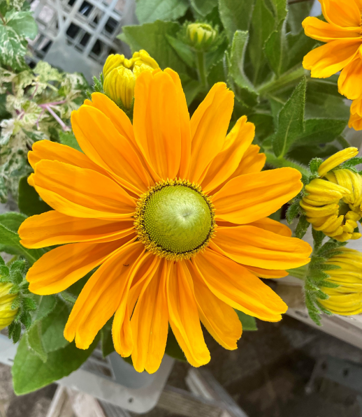 きょうのお花☆