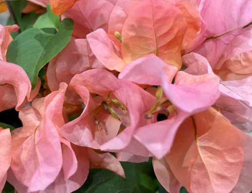 きょうのお花☆