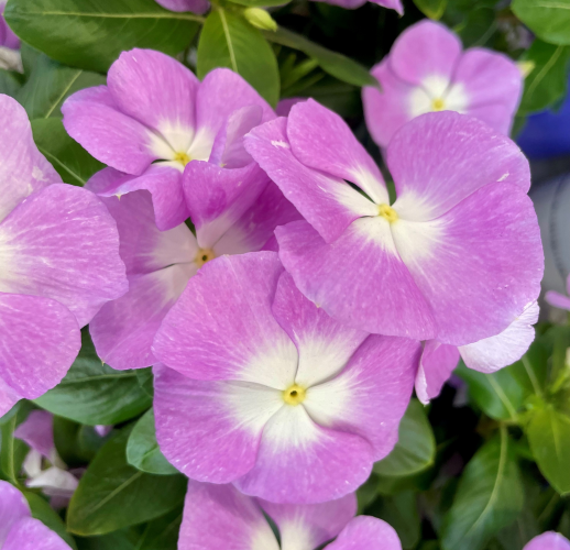 きょうのお花☆