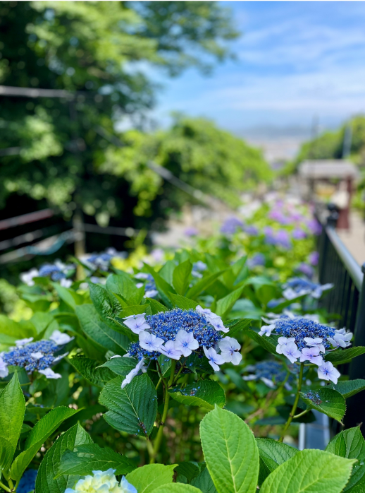 きょうのお花☆
