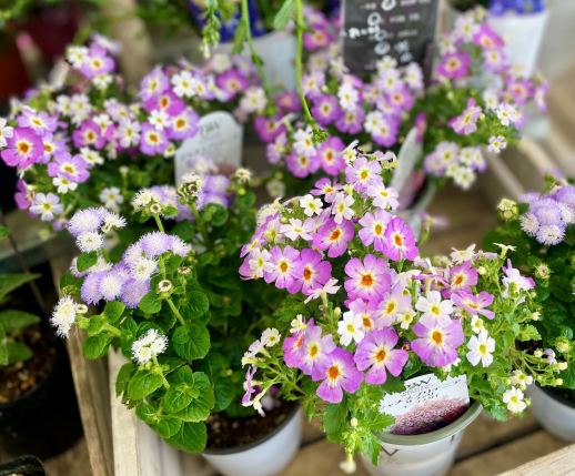 きょうのお花☆