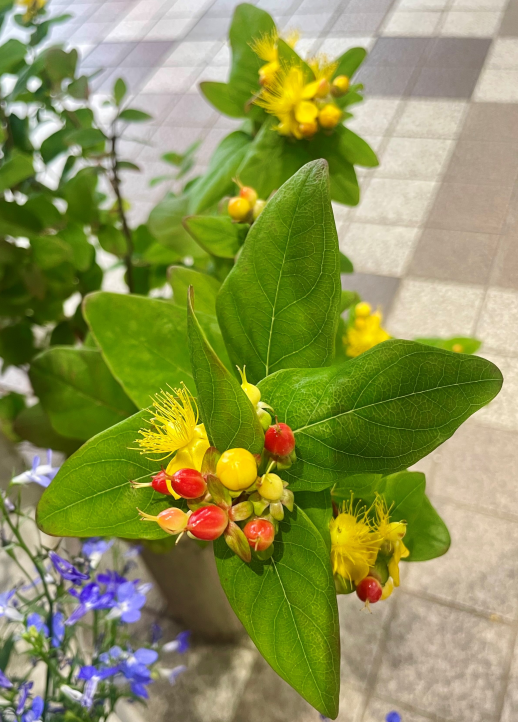 きょうのお花☆