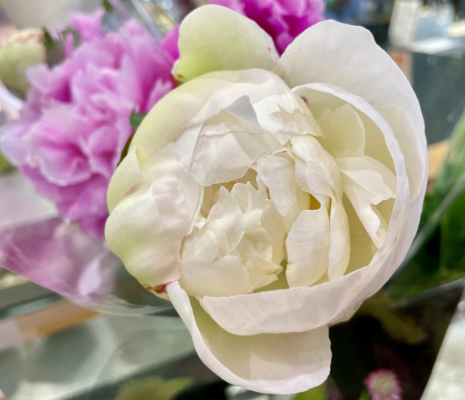 きょうのお花☆