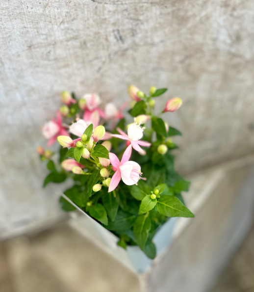 ☆5.12☆　母の日です♪