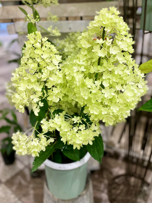 きょうのお花☆