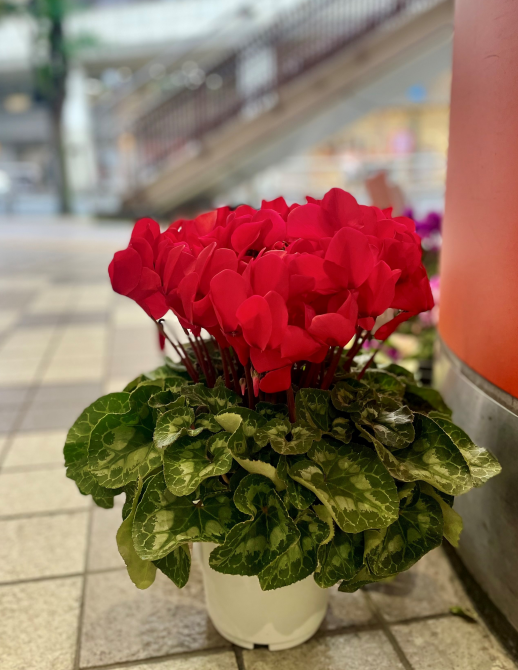 ウインターギフト、承り中です！