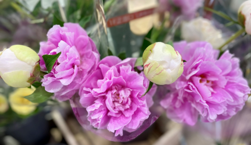 きょうのお花☆