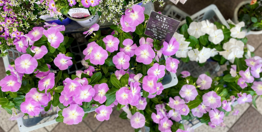 きょうのお花☆
