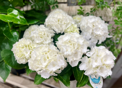きょうのお花☆